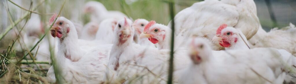Najedzone kurczaki wylegują się w trawie