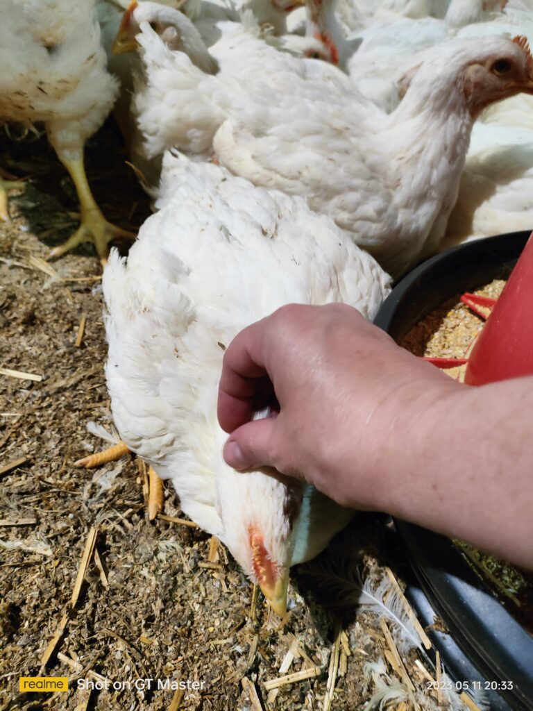 Gospodarz głaska pieszczotliwie kurczaka