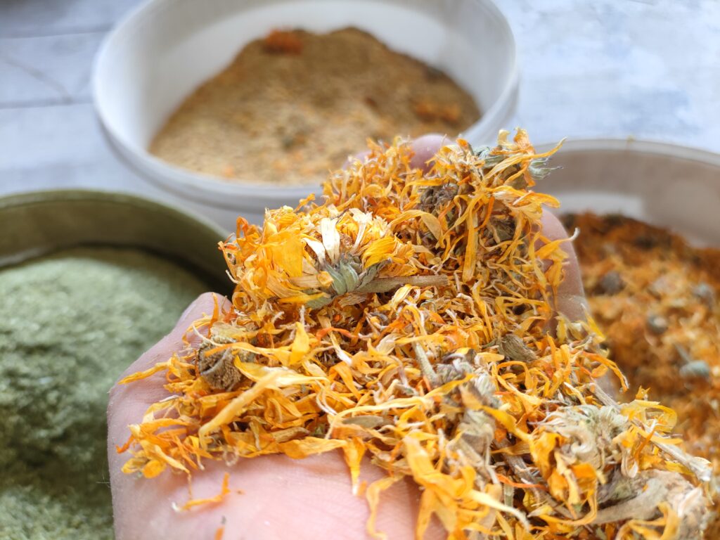 gospodarz trzyma w dłoni suszone płatki nagietka lekarskiego dodawanego do pożywienia kurczaków