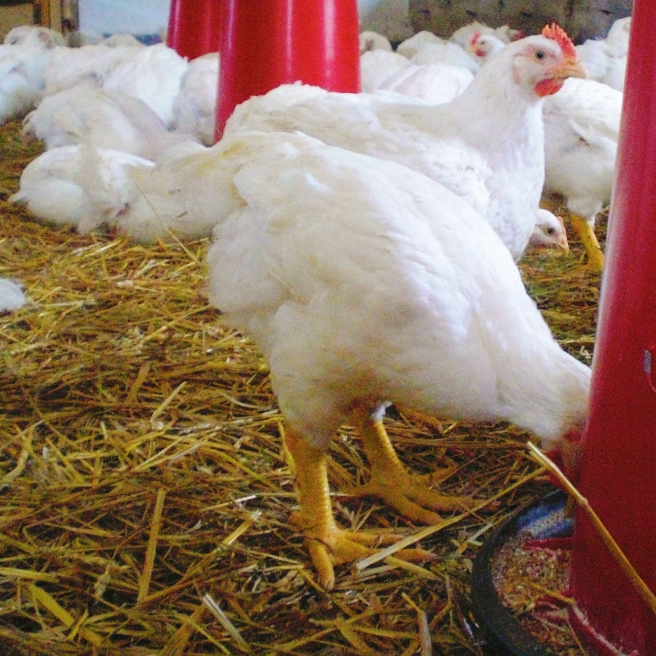 Mieszanka śruty zbożowej i suszu ziołowego w karmidle