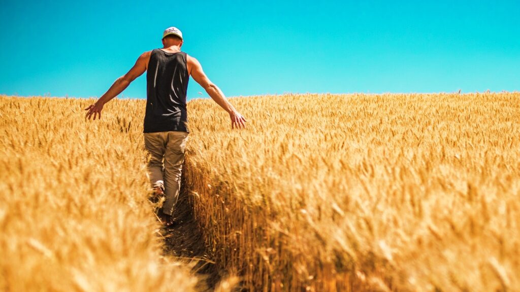 dumny i szczęśliwy gospodarz idzie w polu dojrzałego zboża muskając dojrzałe kłosy