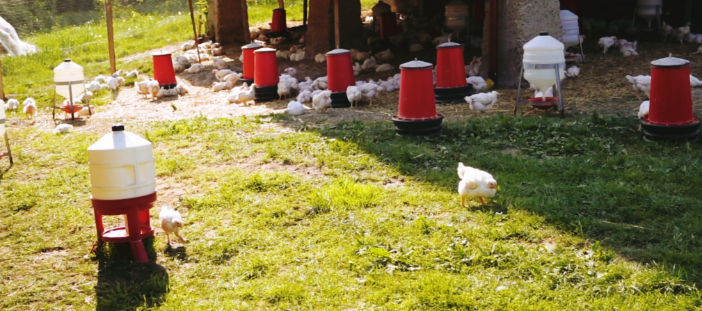 Kurczaki krzątające się po zielonej łące, oświetlone ciepłym słońcem. Część kurczaków pije wodę z poideł, a inne jedzą kruszonkę zbożową z karmideł. W tle widać wiejski budynek, podkreślający naturalne i swobodne warunki hodowli.