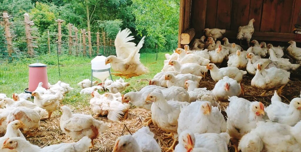 kurczaki ekologiczne