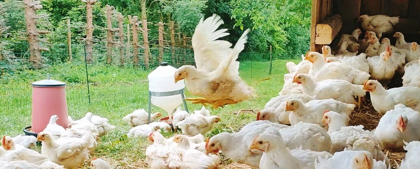 Szczęśliwe kurczaki wybiegają na pastwisko